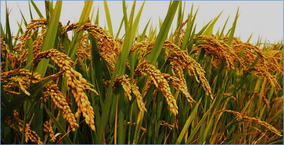 Cultivar-specific metabolomic and morpho-physiological responses reveal distinct salt tolerance mechanisms in rice (Oryza sativa L.)