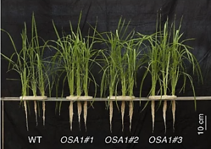 Plasma membrane H+-ATPase overexpression increases rice yield via simultaneous enhancement of nutrient uptake and photosynthesis