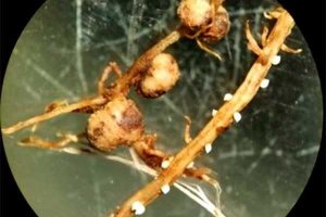 Fine-mapping and characterization of qSCN18, a novel QTL controlling soybean cyst nematode resistance in PI 567516C