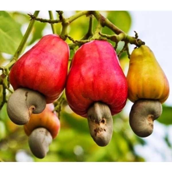  DArTseq-based silicoDArT and SNP markers reveal the genetic diversity and population structure of Kenyan cashew (Anacardium occidentale L.) landraces