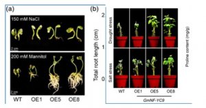 Soybean steroids improve crop abiotic stress tolerance and increase yield
