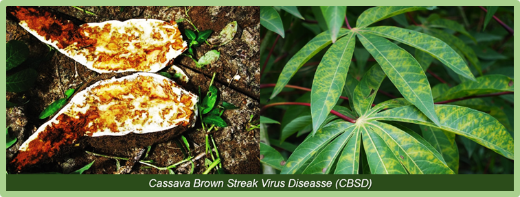 Deciphering cassava brown streak virus infection in cassava through VPg mediated host protein interactions