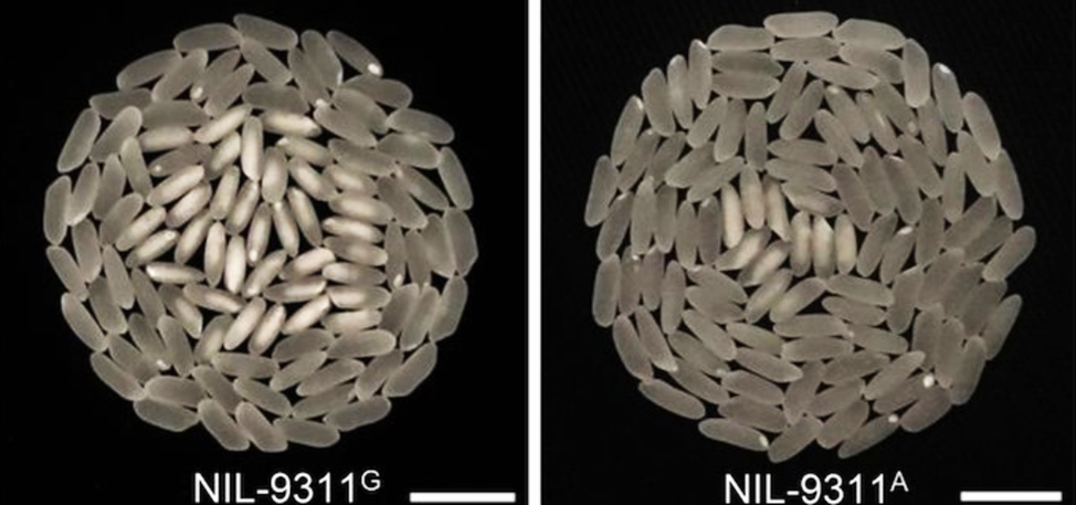 Decoding heat-induced chalkiness in rice: molecular mechanisms, genetic networks, and mitigation strategies for climate resilience