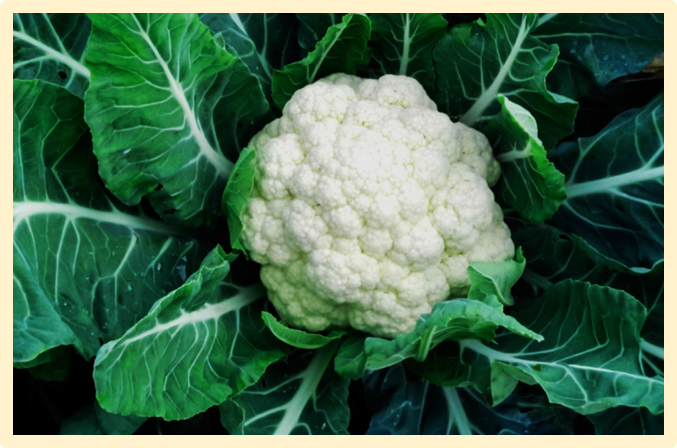Development of Or-gene-based co-dominant markers and their utilization in marker-assisted breeding for &szlig;-carotene biofortification in different maturity groups of cauliflower