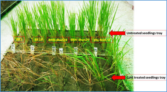 Discovery of cold tolerance genes and favorable alleles in Kam sweet rice across various growth stages
