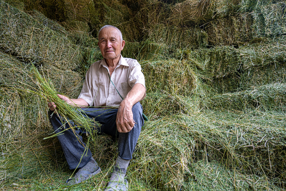 Drought-Resilient Alfalfa Offers Lifeline to Kazakh Farmers