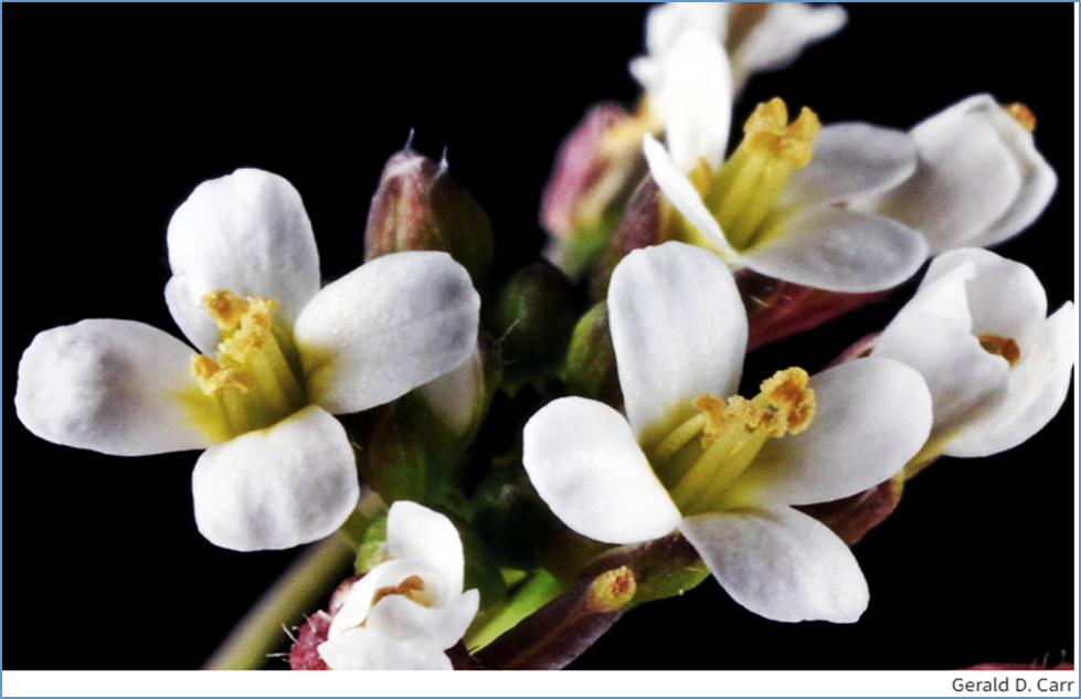 Dual-cycle CO2 fixation enhances growth and lipid synthesis in Arabidopsis thaliana