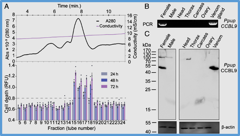 Duplication of a conserved mitochondrial enzyme gene arms parasitoid wasps with venom cytotoxicity and oogenesis regulation