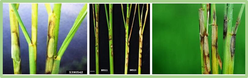 (E)-2-Hexenal Combats Rice Sheath Blight Through Direct Pathogen Inhibition and Host Defense Reprogramming 
