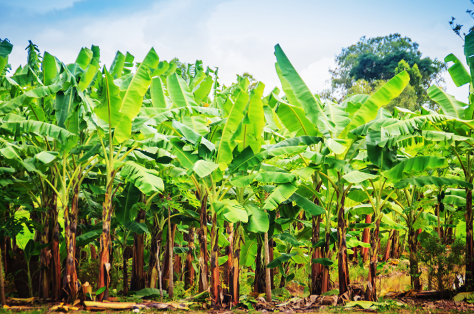Ecuador Turns to Gene Editing to Combat Devastating Banana Fungus