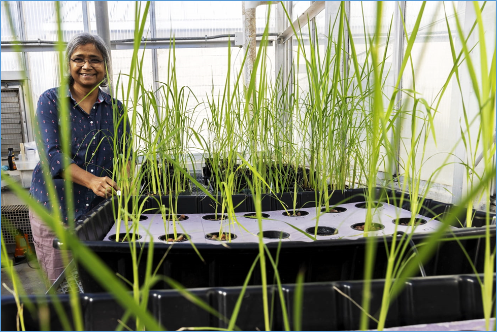 Edited rice variety in 2025