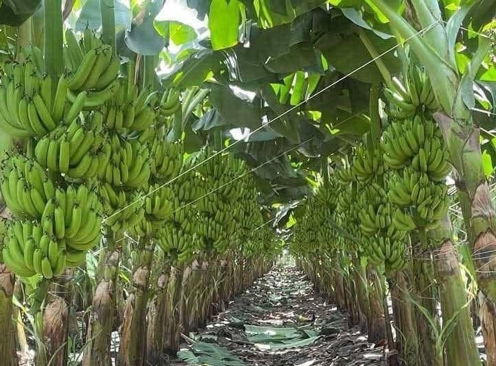 Effect of prolonged cooking on pro-vitamin A levels of biofortified East African highland bananas