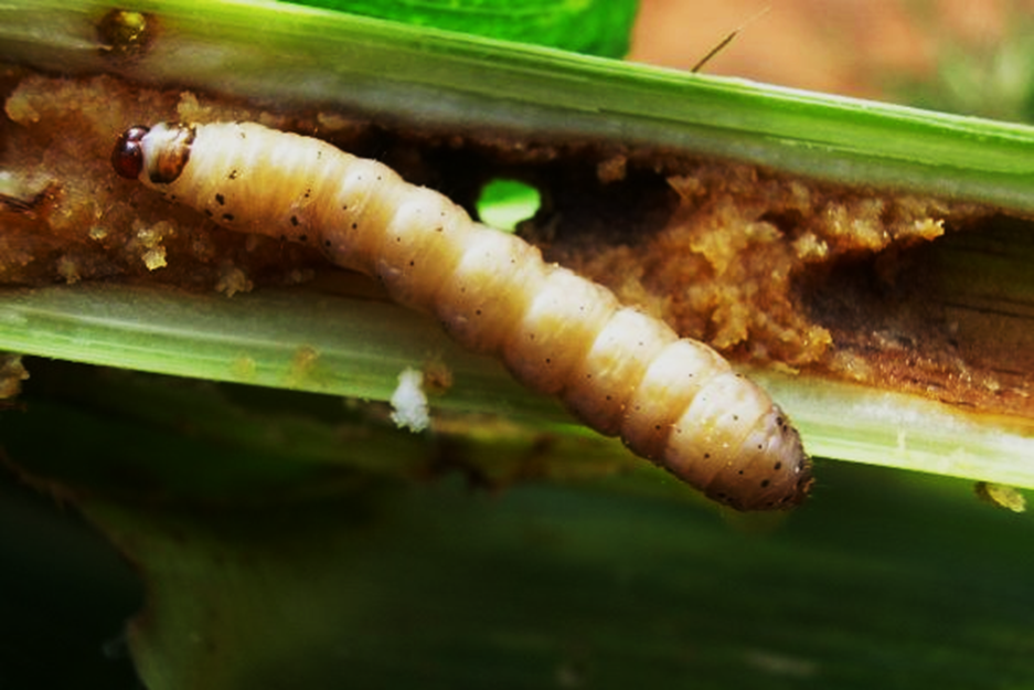 Efficacy of Bt-(Cry1Ab + Cry2Ab + Cry1Fa) maize against Spodoptera frugiperda and other lepidopteran migratory pests in tropical Asia