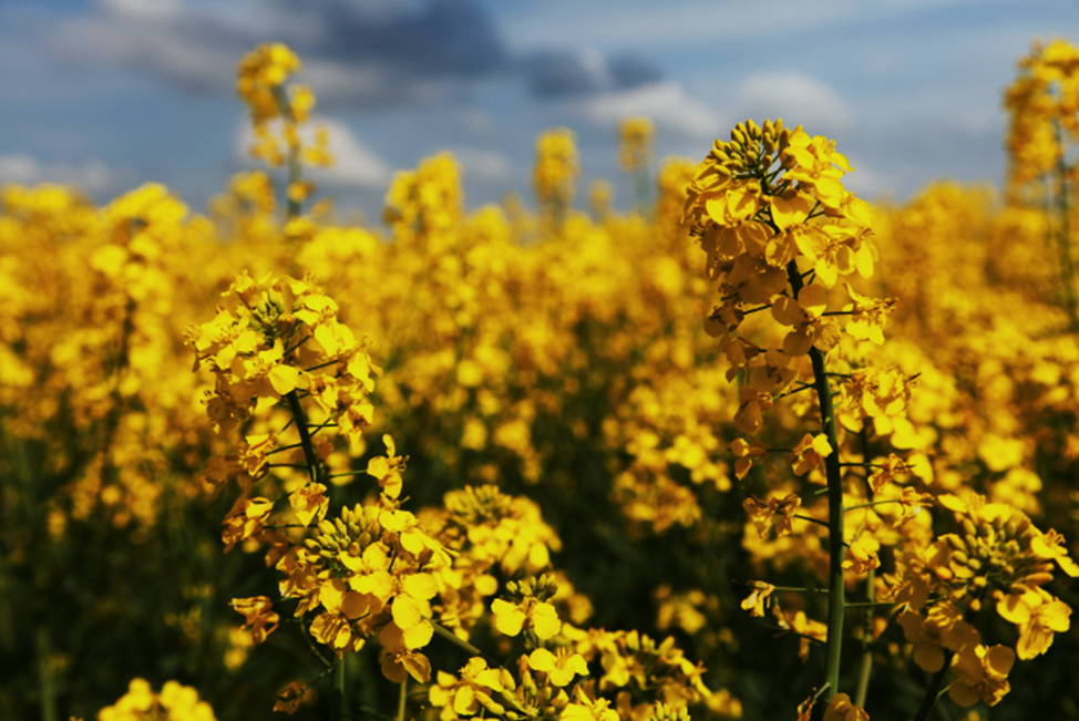 EFSA Confirms Safety of GM Oilseed Rape MS11