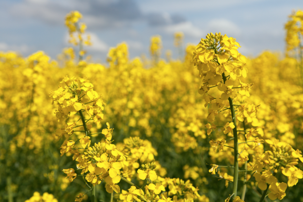 EFSA GMO Panel Releases Scientific Assessment of GM Oilseed Rape LBFLFK