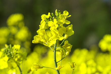 EFSA GMO Panel Releases Scientific Assessment of GM Oilseed Rape LBFLFK