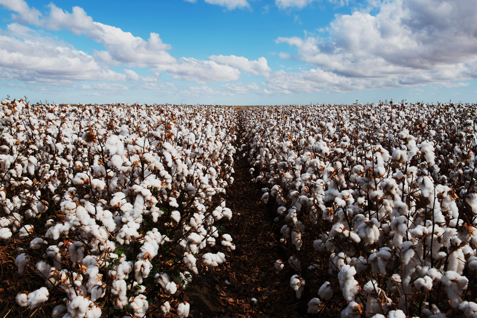 EFSA GMO Panel Releases Scientific Opinion on the Assessment of Three-Event Stack GM Cotton