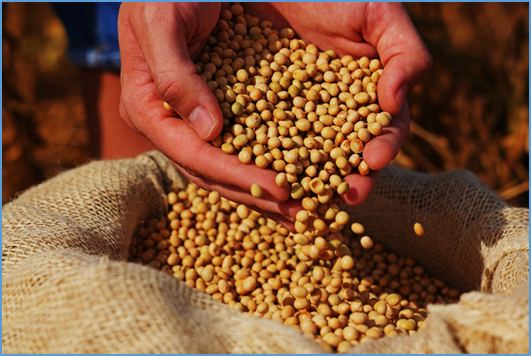 EFSA Reaffirms Safety of Bayer&rsquo;s GM Soybean MON 87769 for Continued Use in EU