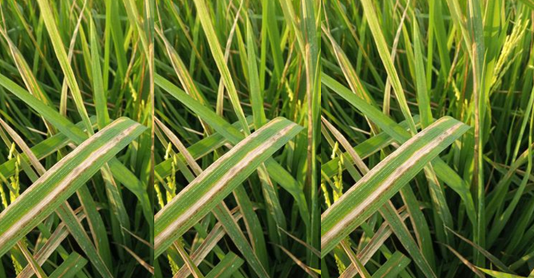 Emergence of Bacterial Leaf Blight of Rice in Madagascar: A Recent Introduction from Asia 