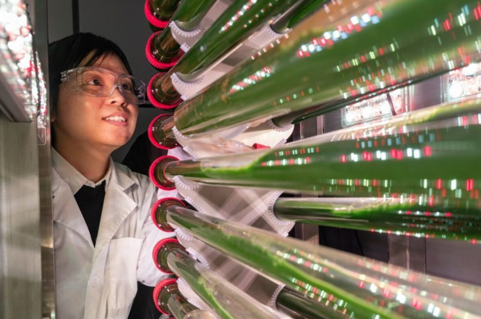 Emerging Biotechnological Solutions for Plastic Waste Management