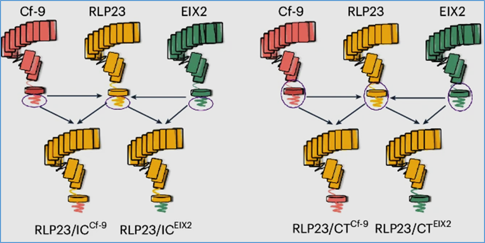 Engineered pattern recognition receptors enhance broad-spectrum plant resistance