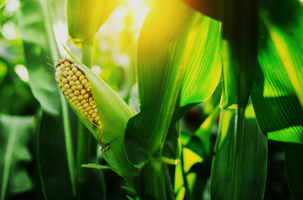 Environmental Risk Assessment Finds GM Maize DP51291 Safe for Non-Target Organisms