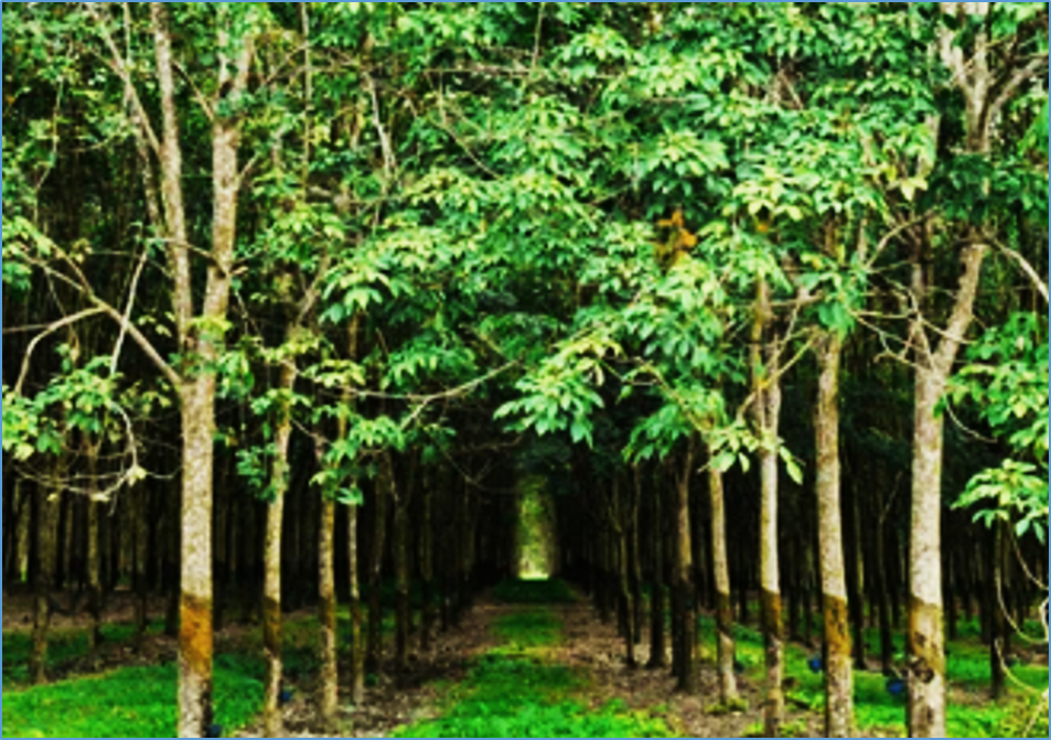 Ethylene-enhanced latex proteome is involved in stimulation of Natural Rubber Production in the Hevea Rubber Tree