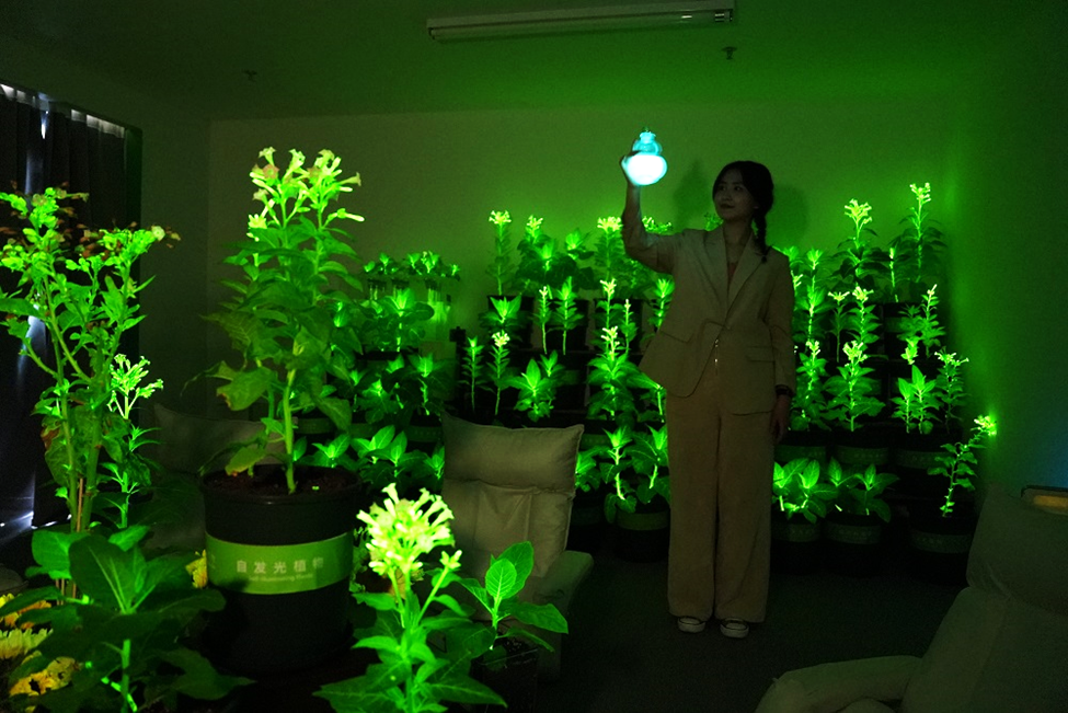 Exhibition Features Gene-edited Glowing Plants in China