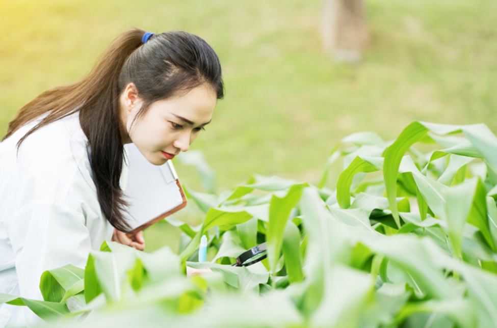 Experts Develop CasY7 for Better Gene Editing of Crops