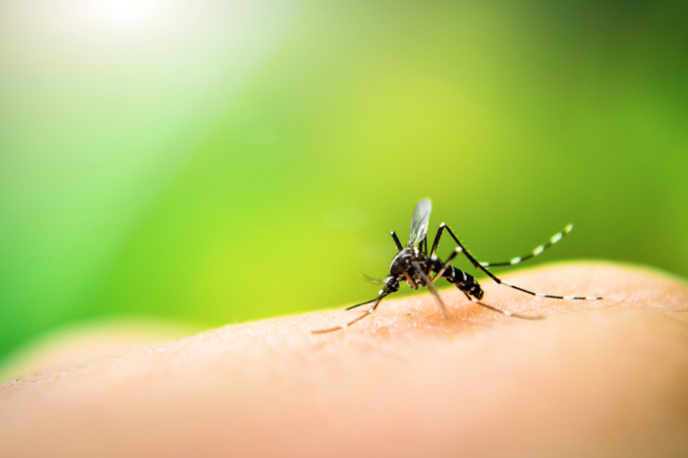 Experts Find Low Risk in GM Fungus for Malaria Control