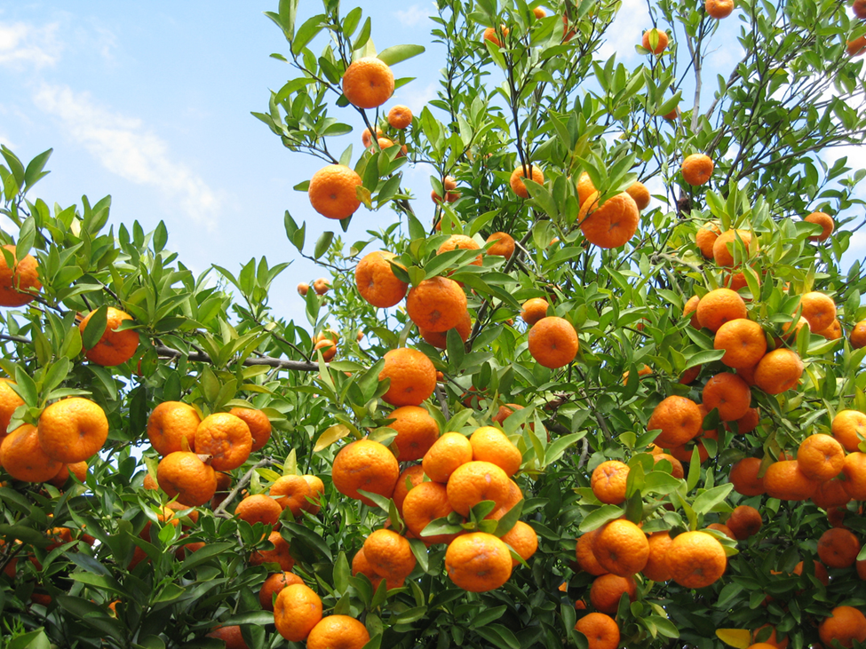 Experts Improve Efficiency of Transgene-free Gene Editing in Citrus