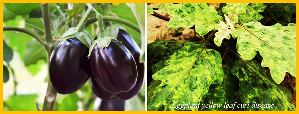 Ey-1 encodes a DEDDh exonuclease in eggplant (Solanum melongena), providing a novel pathway for begomovirus resistance
