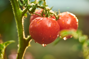 Gene Editing Accelerates Fruit Ripening and Increases Fruit Firmness of TomatoGene Editing Accelerates Fruit Ripening and Increases Fruit Firmness of Tomato