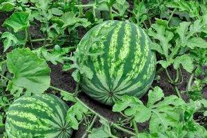 A large presence/absence variation in the promotor of the ClLOG gene determines trichome elongation in watermelon
