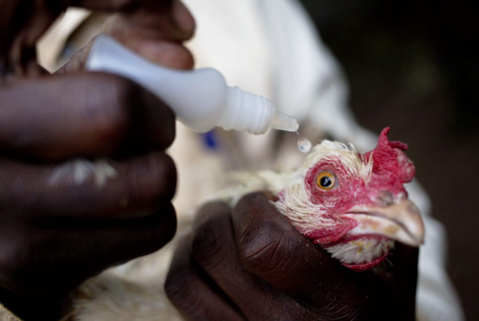 Factors influencing Newcastle disease vaccine use in village chicken flocks in rural Burkina Faso