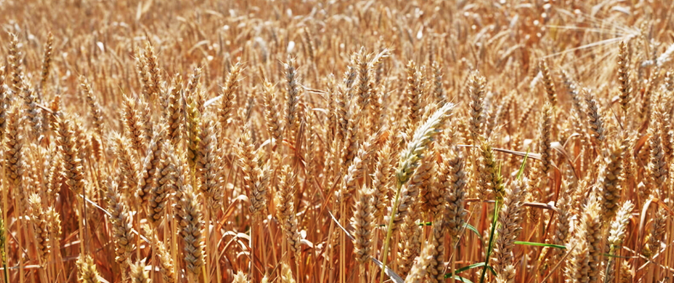 FAO Food Price Index up for third consecutive month largely on rising vegetable oil prices