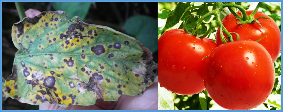 Fine mapping and functional verification of the Cf-19 gene controlling leaf mold disease resistance in tomato