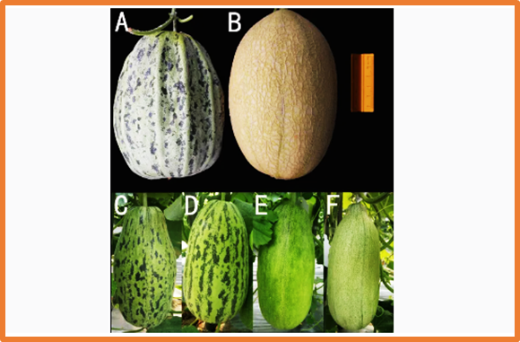 Fine mapping and prediction of a candidate gene for wrinkled rind in melon (Cucumis melo L.)