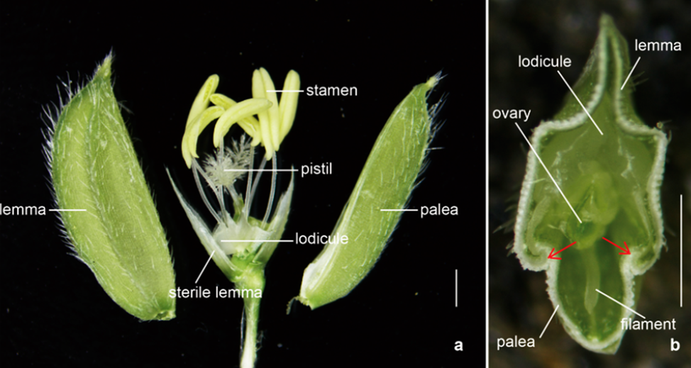 Fine mapping and transcriptomics reveal OSG function in regulation of grain size and pollen fertility in rice (Oryza sativa)