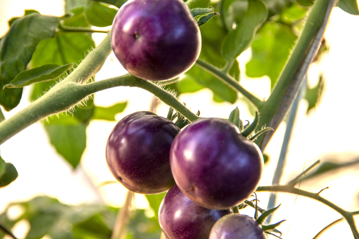 FSANZ Invites Comments on GM Purple Tomato
