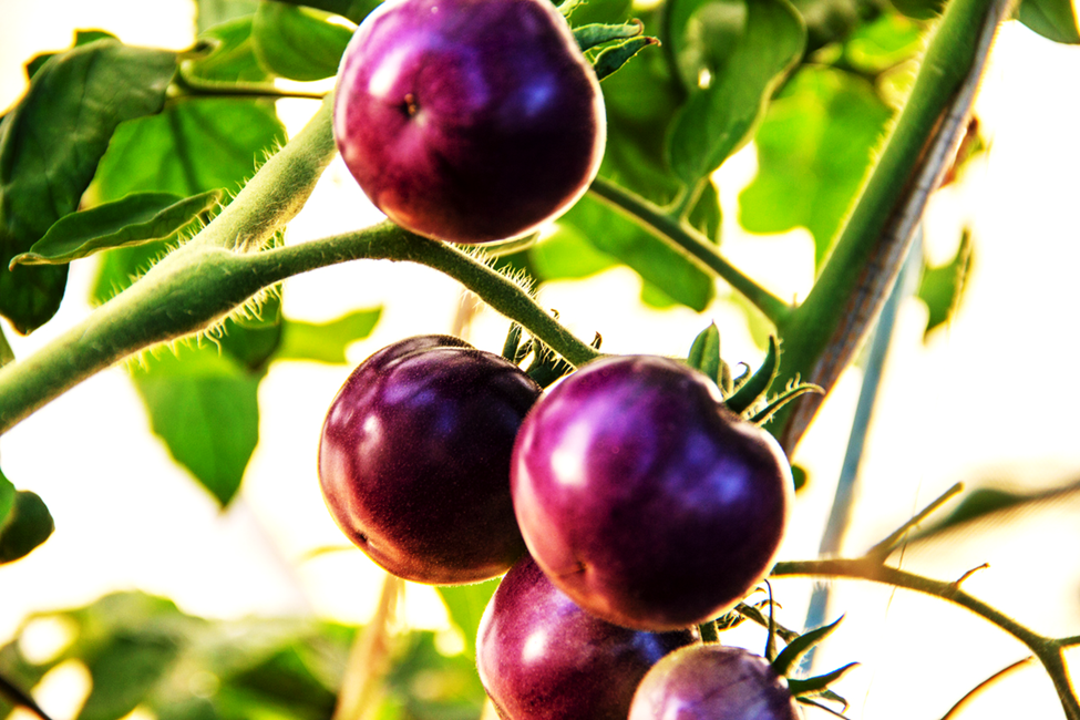 FSANZ Invites Comments on GM Purple Tomato