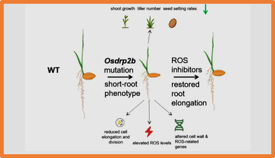 Functional Analysis of OsDRP2B in Rice Root Development