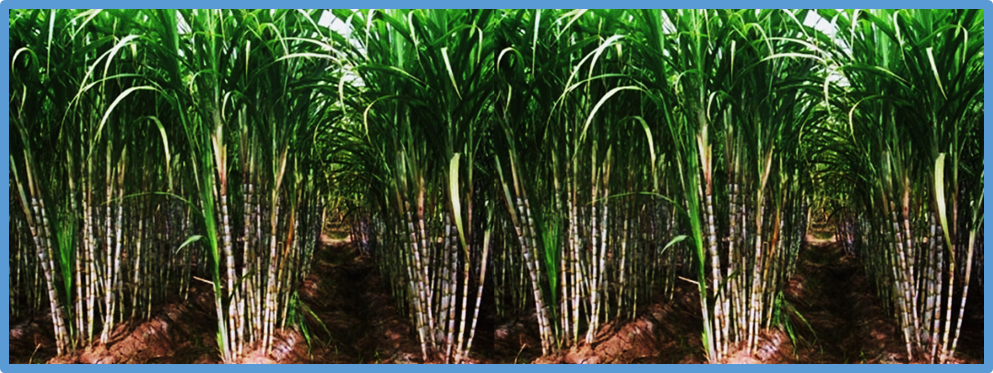 Functional genomics in sugarcane breeding: key challenges and strategies