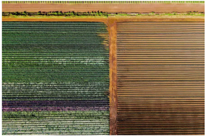 Changing the Color of Crops Could Help Robots Differentiate Crops from Weeds