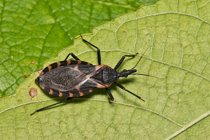 First-Ever Gene Editing Success in Kissing Bugs