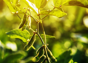 Novel Cas12 Base Editor Produces Herbicide Tolerant Soybeans