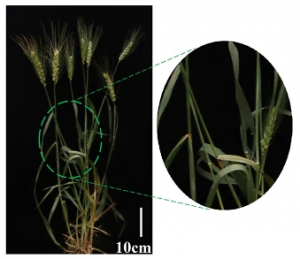 Identification and transfer of a new Pm21 haplotype with high genetic diversity and a special molecular resistance mechanism