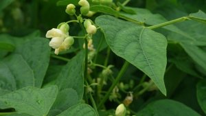 Transgenic Elite Lines of Carioca Seeded Common Bean (Phaseolus vulgaris L.) With Multiple Resistance to Viruses Reduce Cowpea Mild Mottle Virus Transmission
