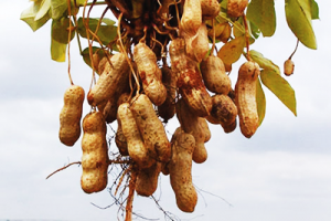 Advances in the evolution research and genetic breeding of peanut