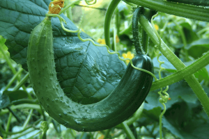 Efficient gene targeting in Nicotiana tabacum using CRISPR/SaCas9 and temperature tolerant LbCas12a